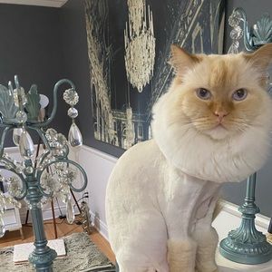 Meet your Posher, Sam